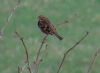 Corn Bunting