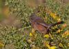 Dartford Warbler