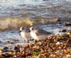 Sanderling