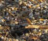 Snow Bunting