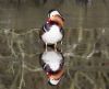 Mandarin Duck