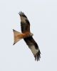 Red Kite