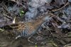 Water Rail