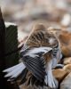 Snow Bunting