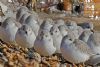 Sanderling