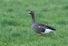 Russian White-fronted Goose