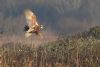 Marsh Harrier