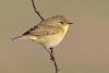 Chiffchaff