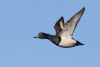 Tufted Duck