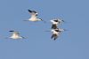 Avocet