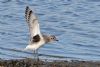 Grey Plover