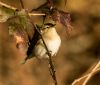 Chiffchaff