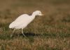 Cattle Egret