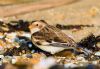 Snow Bunting