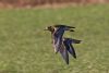 Golden Plover