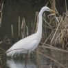 Great White Egret