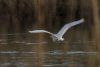 Great White Egret