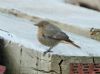 Black Redstart