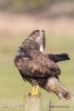 Buzzard