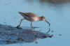 Spotted Redshank