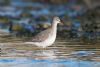 Spotted Redshank