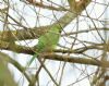 Ring-necked Parakeet