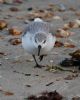 Sanderling