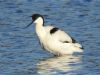 Avocet