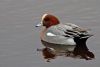 Wigeon