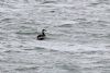 Slavonian Grebe