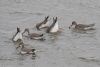 Spotted Redshank