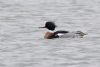 Red-breasted Merganser