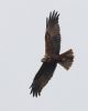 Marsh Harrier