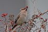 Waxwing