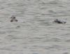 Long-tailed Duck