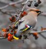 Waxwing