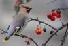 Waxwing