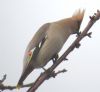 Waxwing