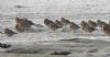 Curlew Sandpiper