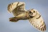 Short-eared Owl