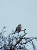 Great Grey Shrike