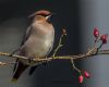 Waxwing