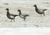 Black Brant