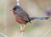 Dartford Warbler