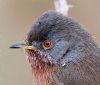 Dartford Warbler