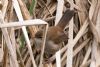 Cetti's Warbler