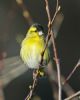 Siskin