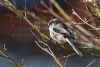 Long-tailed Tit