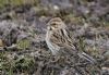 Reed Bunting