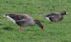 Russian White-fronted Goose